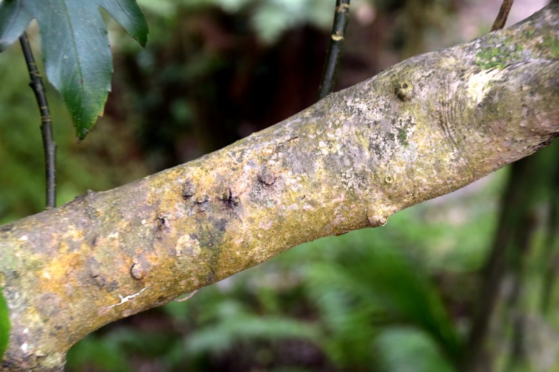Alseuosmia quercifolia photo 3