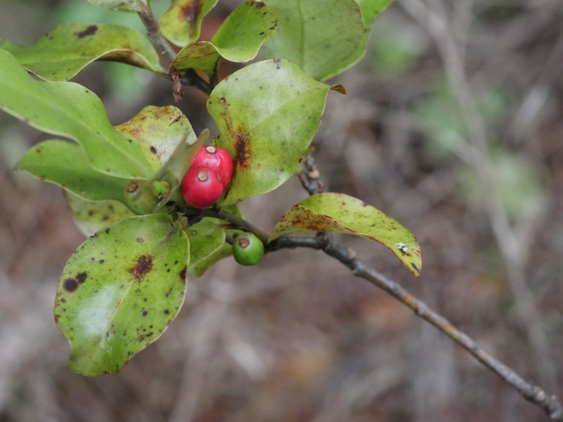 Alseuosmia quercifolia photo 4