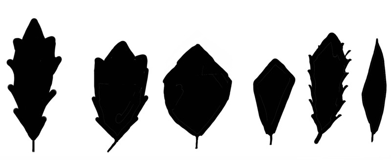 Alseuosmia quercifolia photo 5
