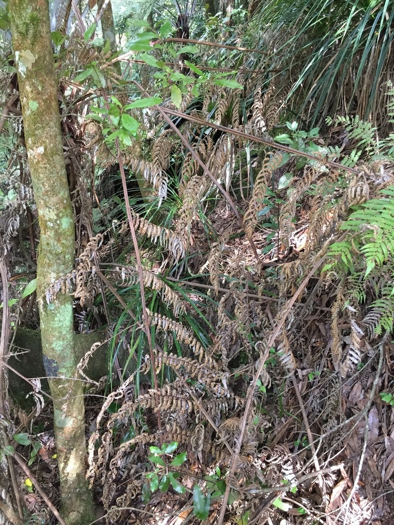 Alseuosmia quercifolia photo 6