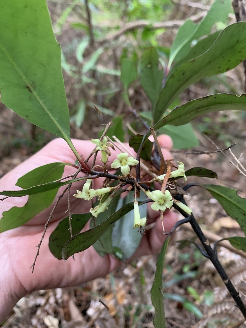 Alseuosmia quercifolia photo 7