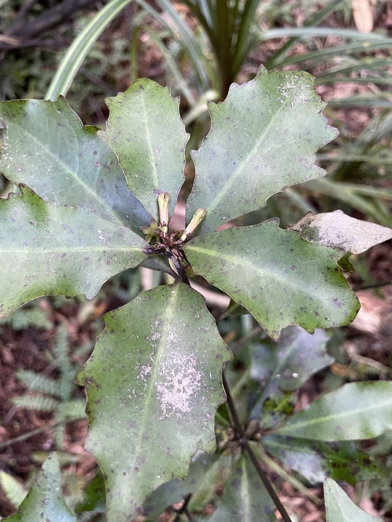 Alseuosmia quercifolia photo 8