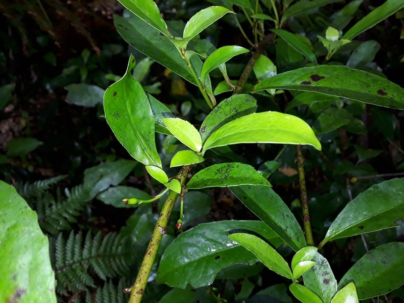 Alseuosmia turneri