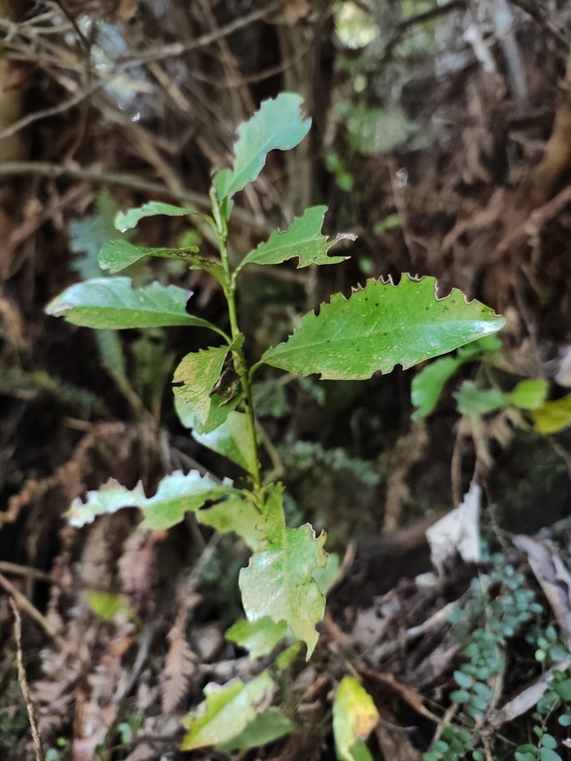 Alseuosmia turneri photo 2