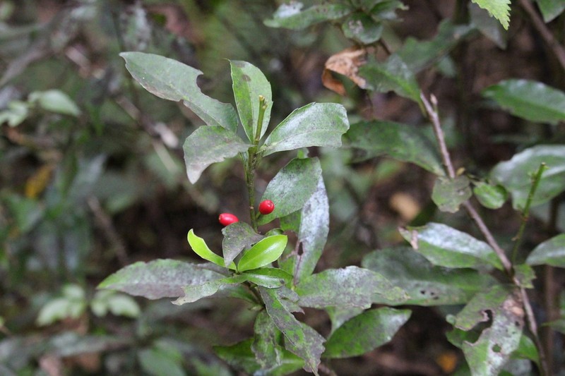 Alseuosmia turneri photo 3