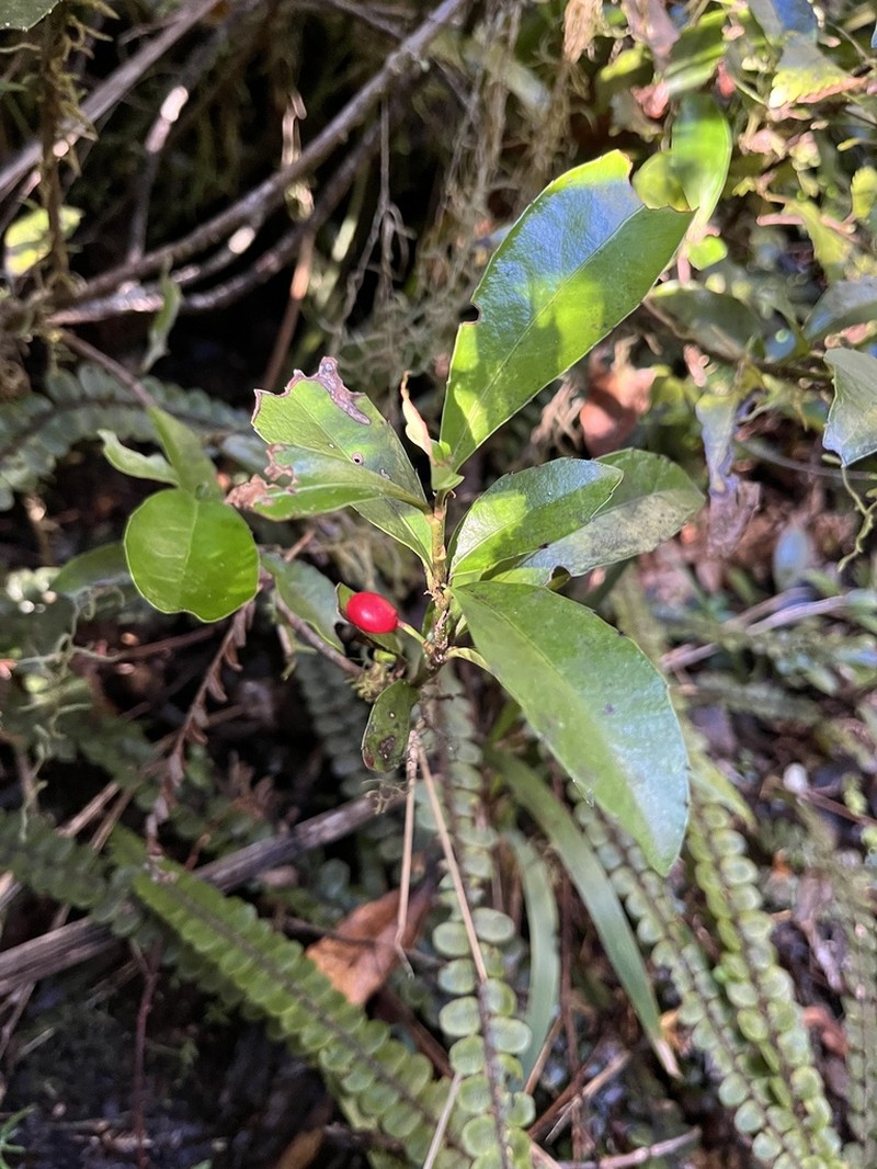 Alseuosmia turneri photo 4