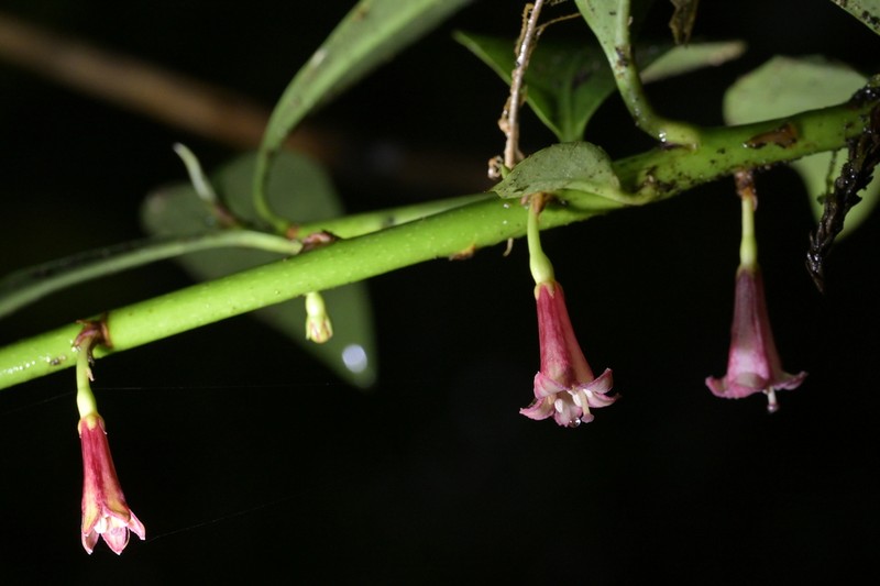 Alseuosmia turneri photo 5
