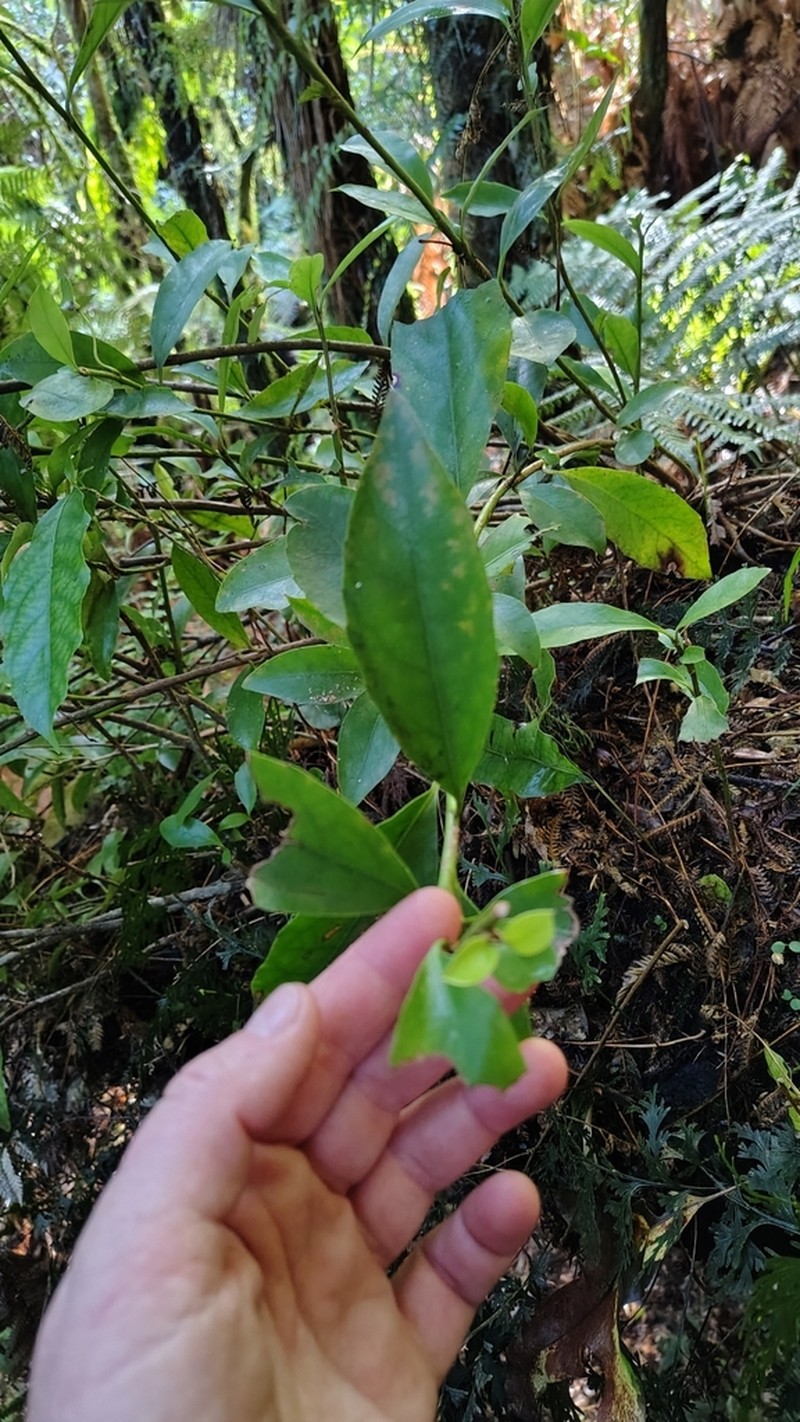 Alseuosmia turneri photo 6