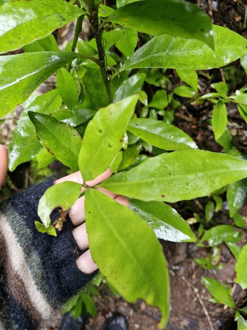 Alseuosmia turneri photo 7
