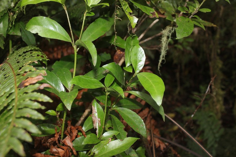 Alseuosmia turneri photo 8