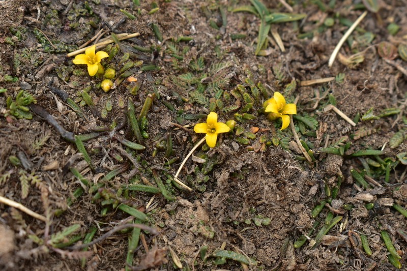 Alshehbazia friesii
