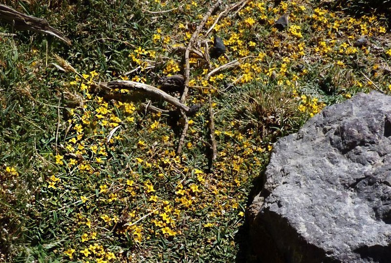Alshehbazia friesii photo 2
