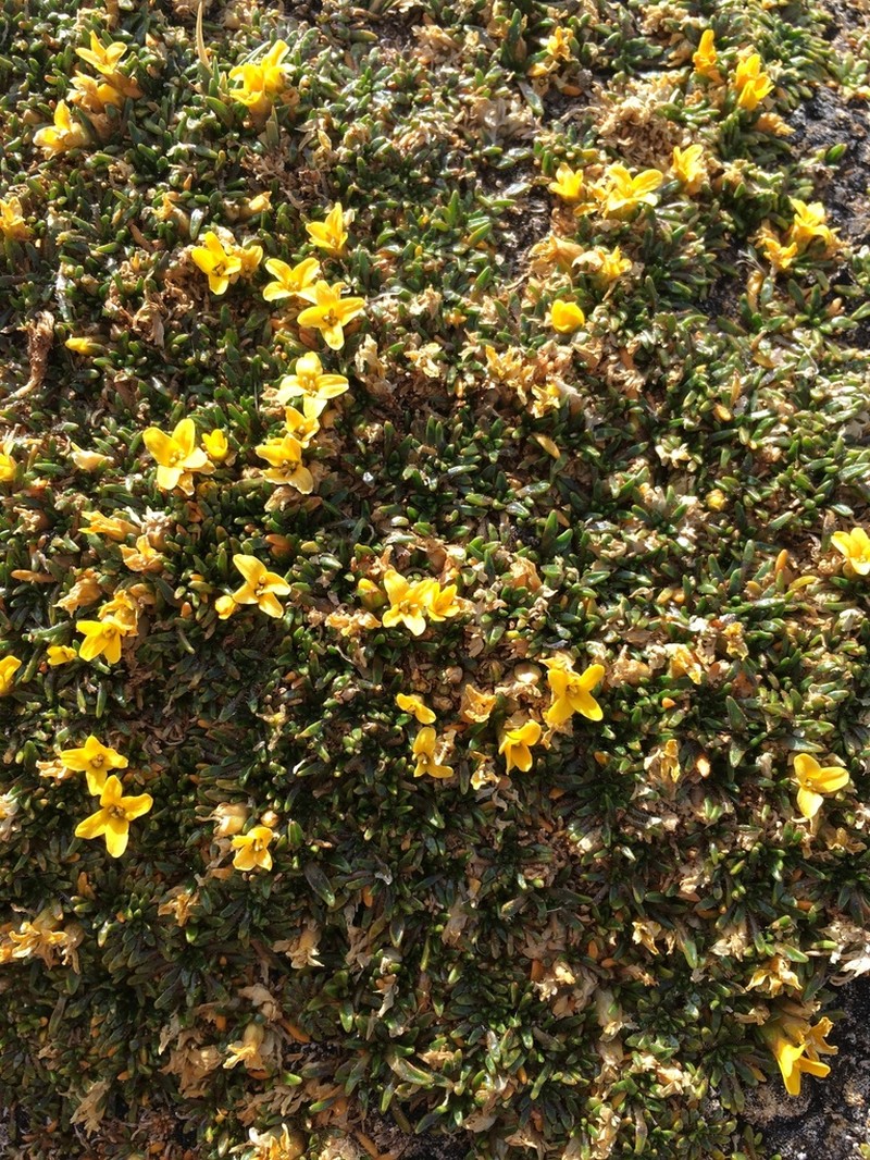 Alshehbazia friesii photo 3
