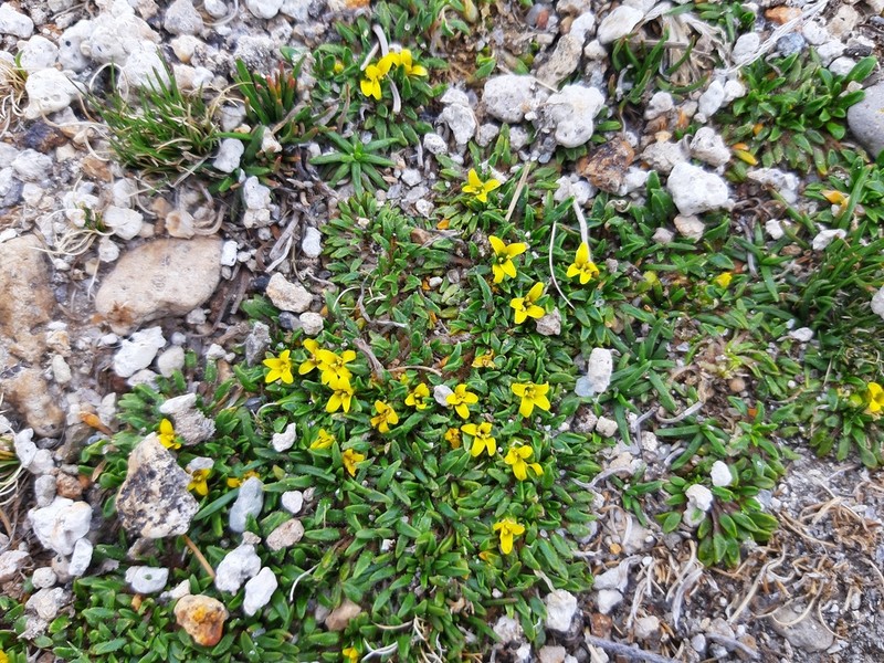Alshehbazia friesii photo 6