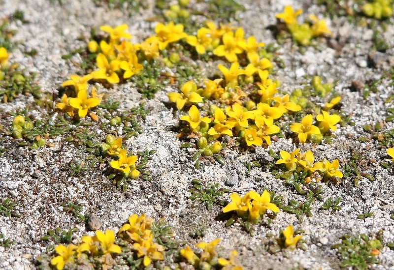 Alshehbazia friesii photo 7