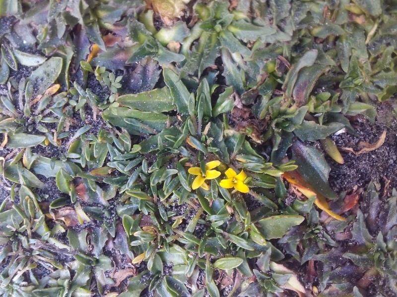 Alshehbazia friesii photo 8