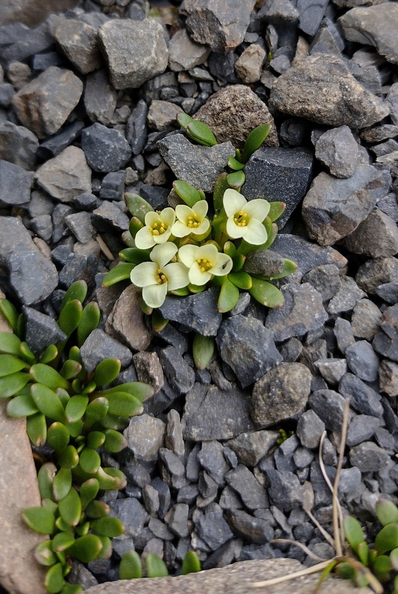 Alshehbazia hauthalii