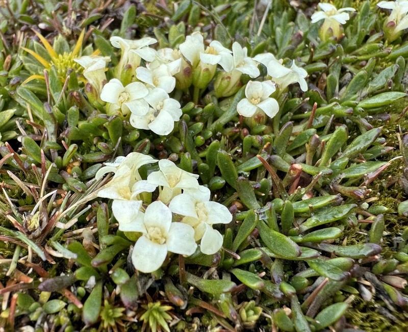 Alshehbazia hauthalii photo 2