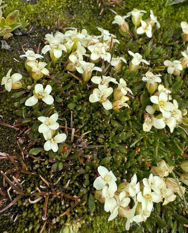 Alshehbazia hauthalii photo 3