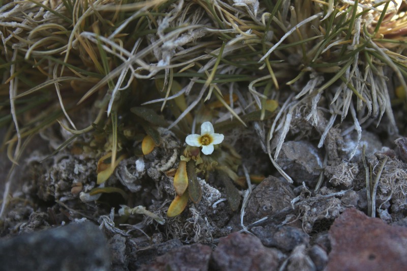 Alshehbazia werdermannii photo 3