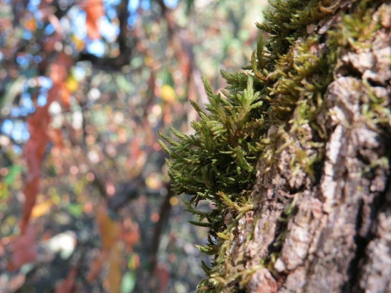 California Alsia Moss