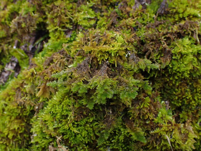 California Alsia Moss photo 2