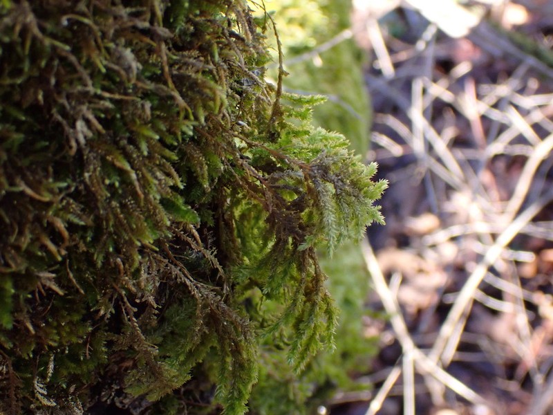 California Alsia Moss photo 5