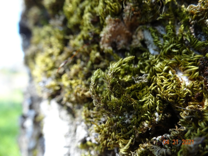 California Alsia Moss photo 7