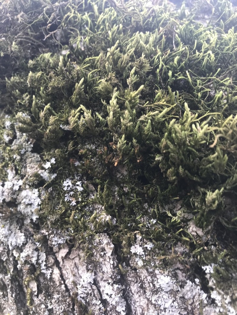 California Alsia Moss photo 8