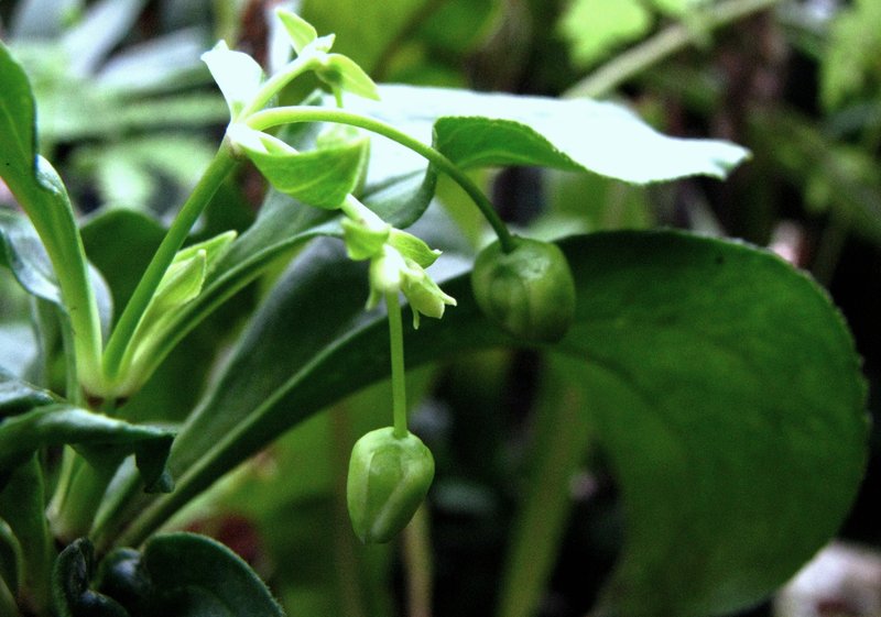 Mountain Alsinidendron