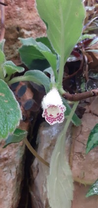 Alsobia baroniae