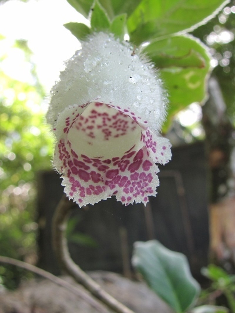 Alsobia baroniae photo 2