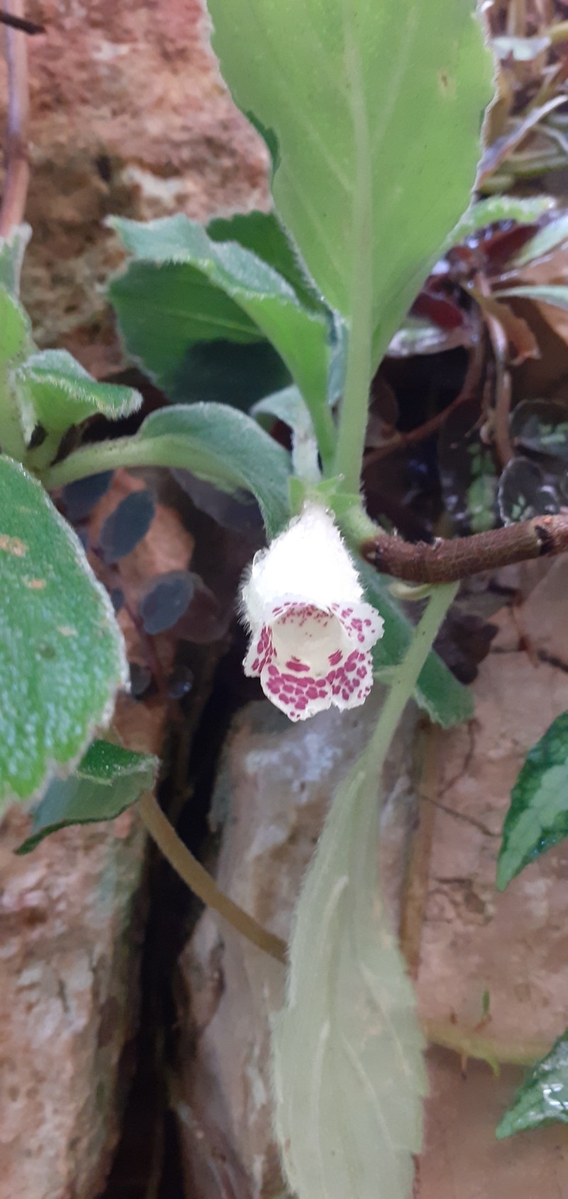 Alsobia baroniae photo 4
