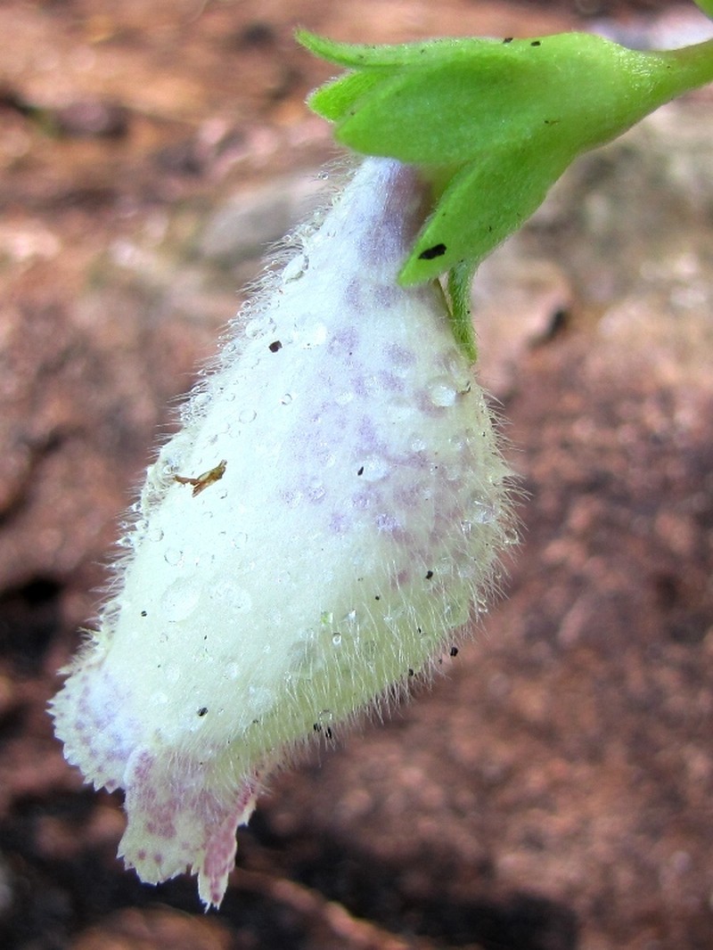 Alsobia baroniae photo 5