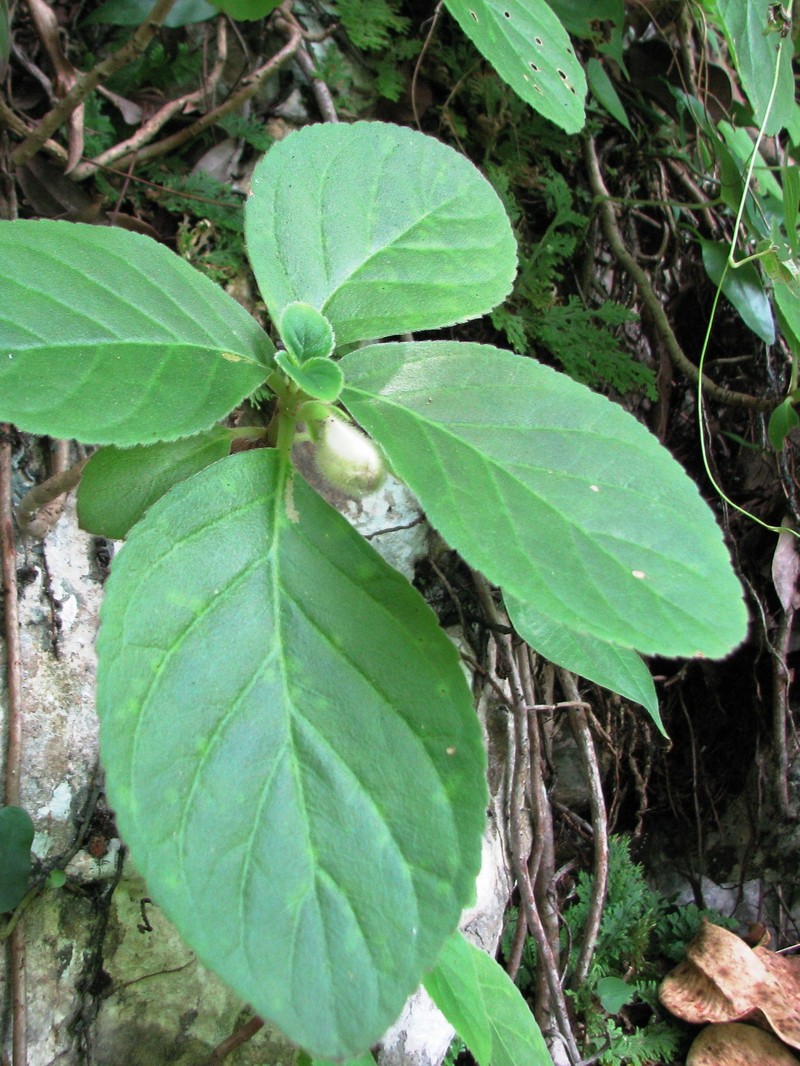 Alsobia baroniae photo 6