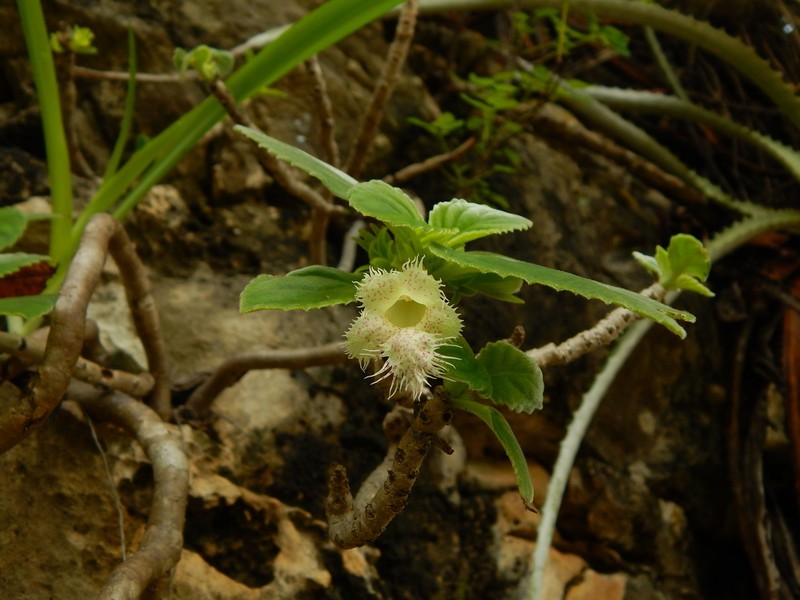 Alsobia chiapensis