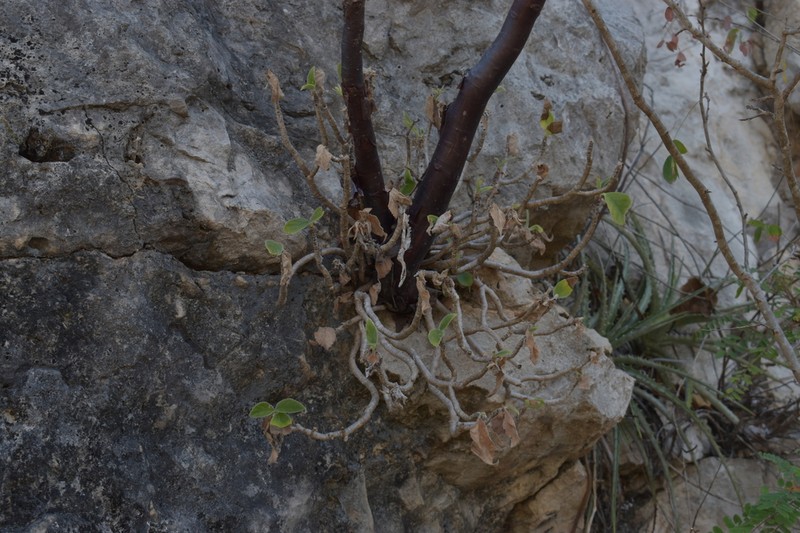 Alsobia chiapensis photo 2