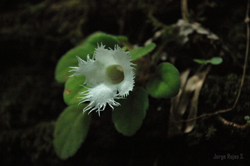 Alsobia dianthiflora