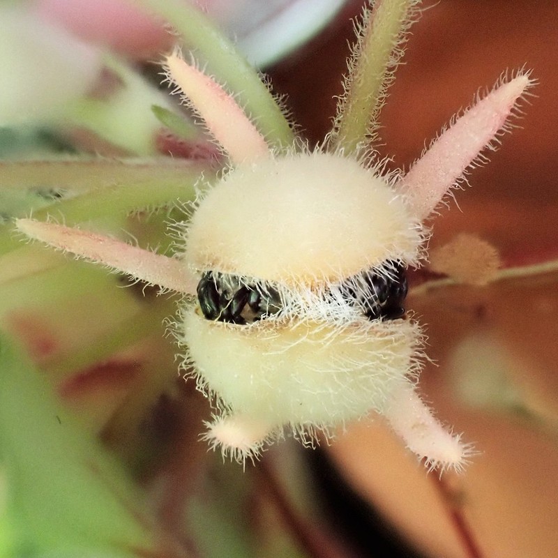 Alsobia dianthiflora photo 2