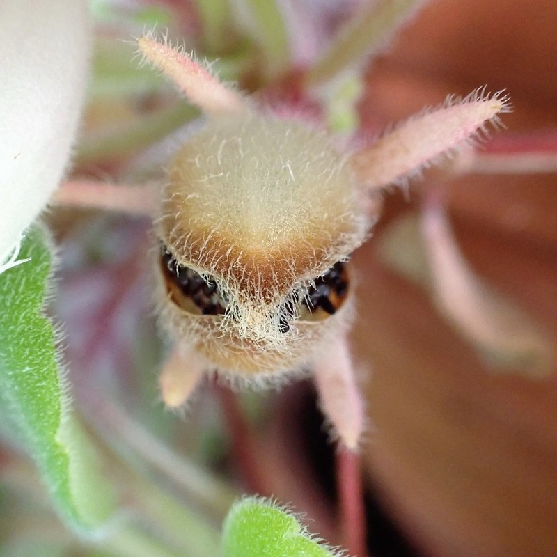 Alsobia dianthiflora photo 3