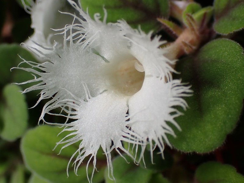 Alsobia dianthiflora photo 4