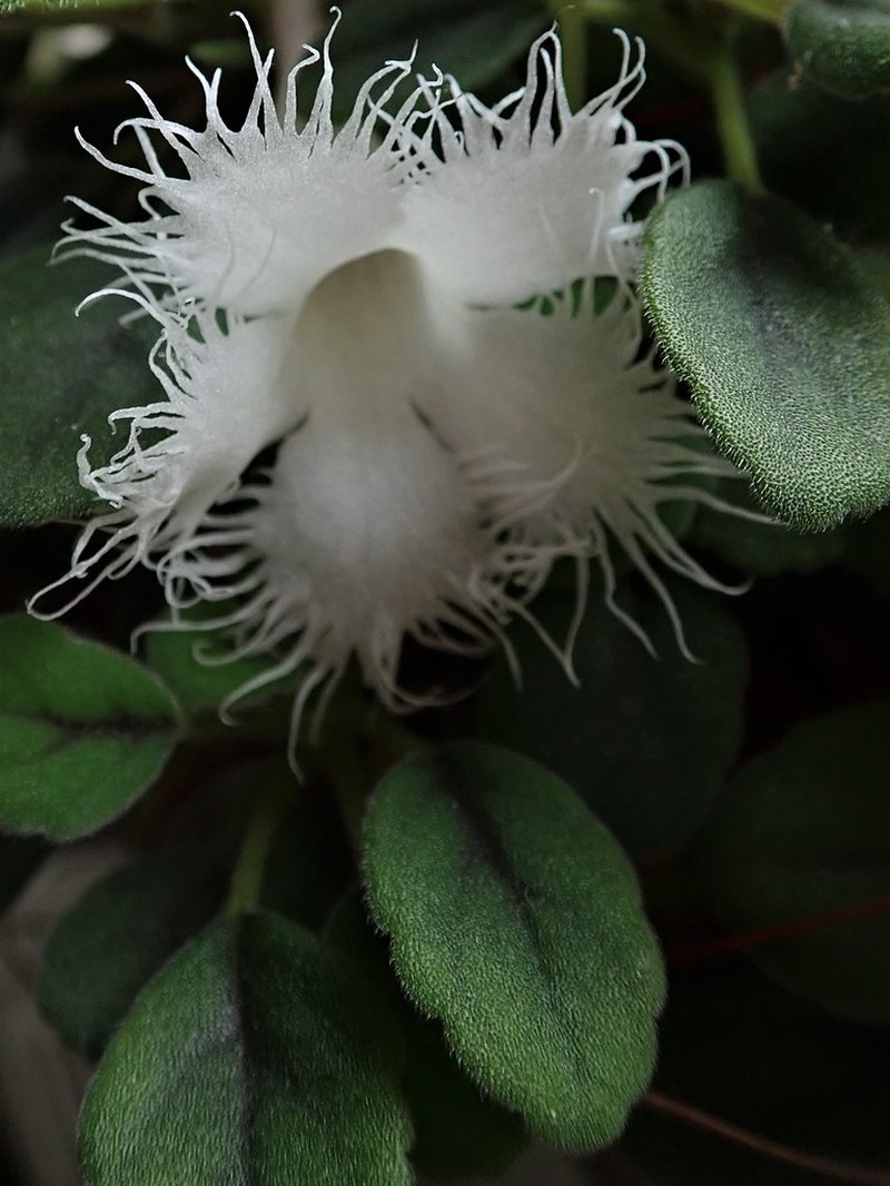 Alsobia dianthiflora photo 5