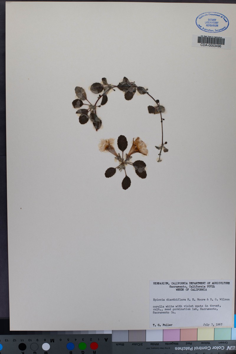 Alsobia dianthiflora photo 6
