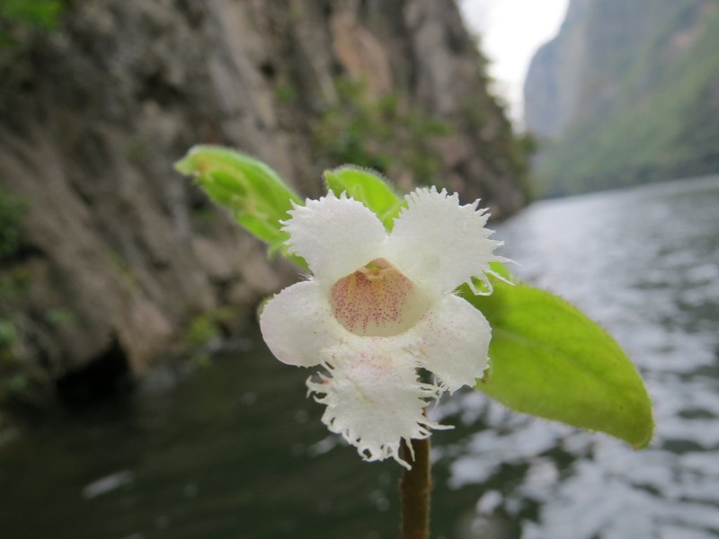 Alsobia magnifica