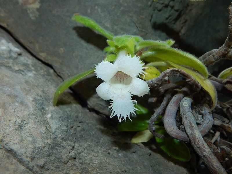 Alsobia magnifica photo 2