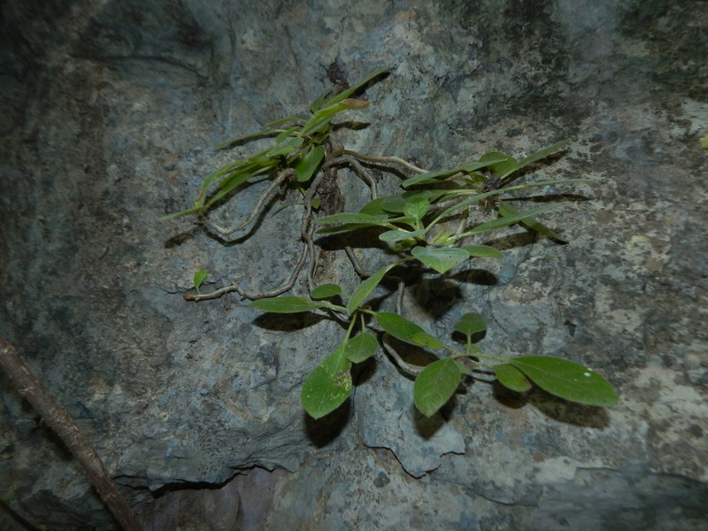 Alsobia magnifica photo 3