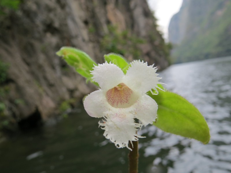 Alsobia magnifica photo 4