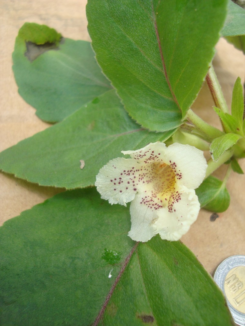 Alsobia punctata photo 2