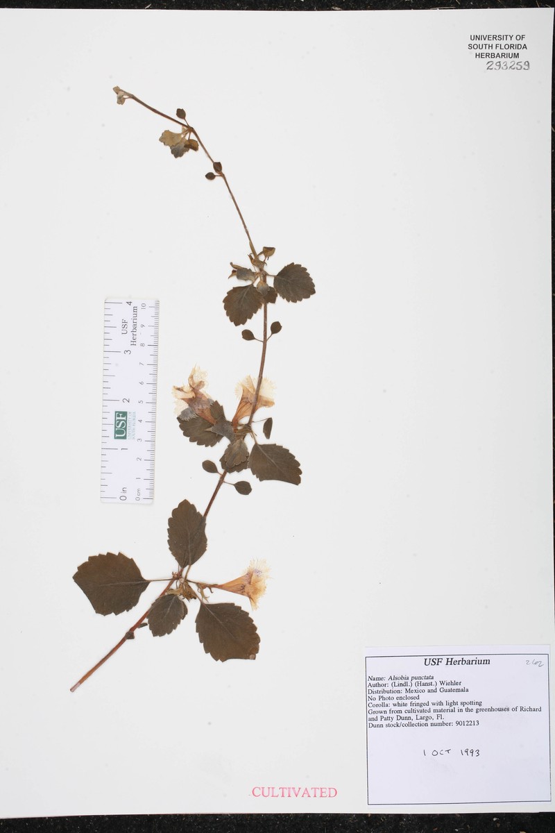Alsobia punctata photo 3