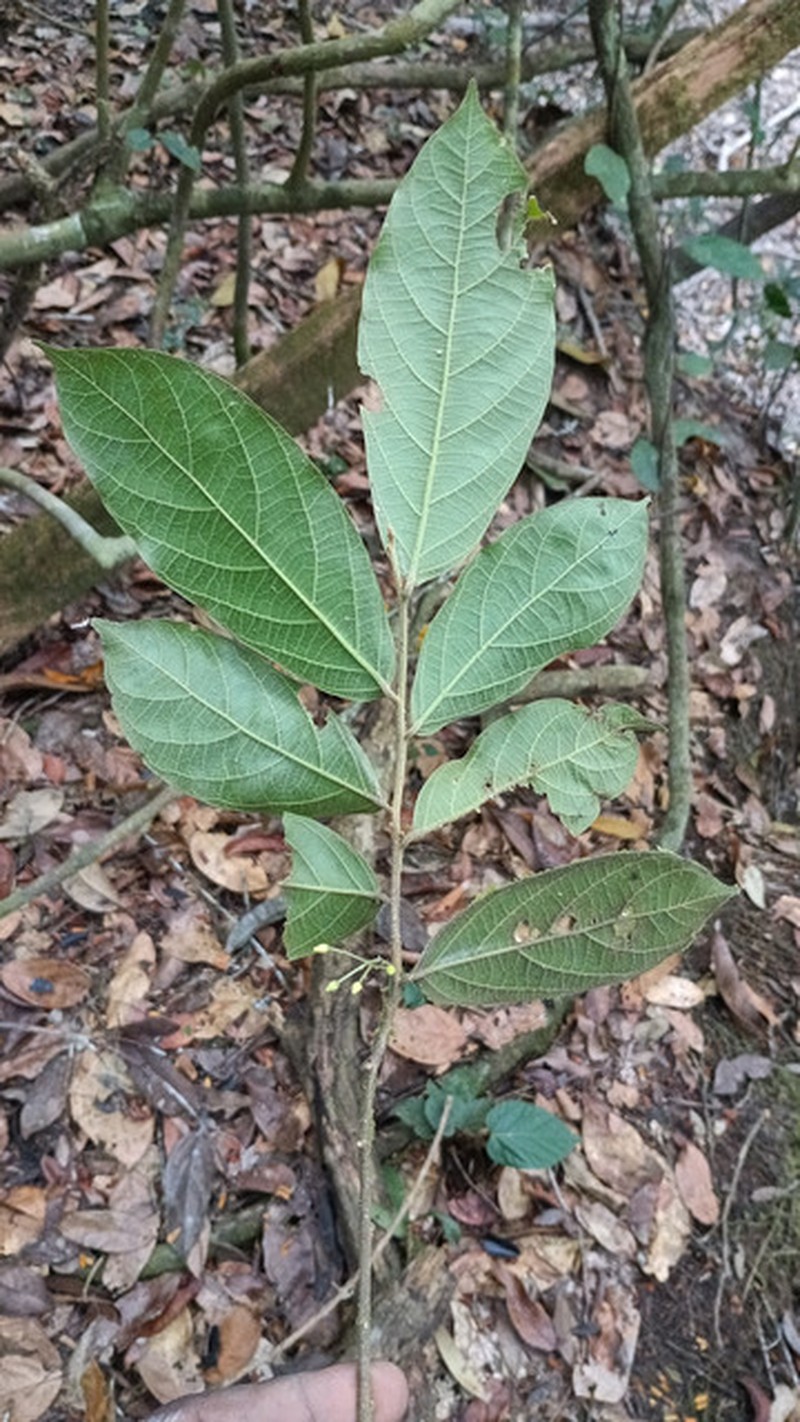 Alsodeiopsis poggei var. poggei